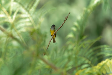 grey-headed canary flycatcher on the branch