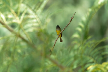 grey-headed canary flycatcher on the branch