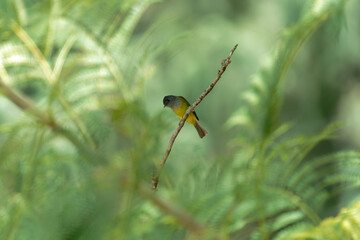 grey-headed canary flycatcher on the branch