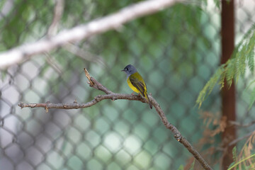 grey-headed canary flycatcher on the branch