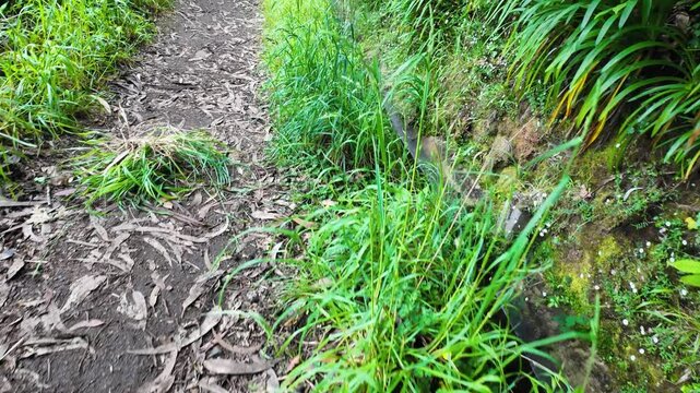 Footpath along irrigation channel called levada in Camacha city on Madeira Island, Portugal