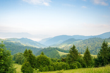 mountain landscape in the morning. alpine weather. fir forest on the hill. beautiful view of nature in summer. fog in the distant valley explore ukraine