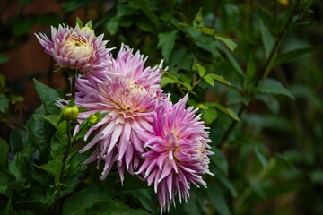 Obraz premium Close-up of a pink Ball Dahlia. Flower in the Light of the Morning Sun. View to blooming Dahlia Flowers in the Summertime. Flowering Dahlias and Ornamental Flowers.