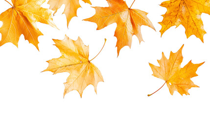 Obraz premium Png Golden Autumn Maple Leaves Falling Nature isolated on transparent background