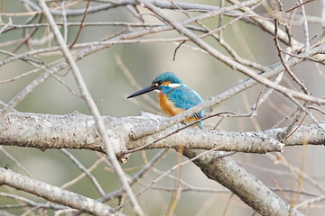 Naklejka premium 枝にとまるカワセミ