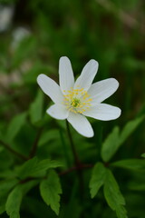 white flower