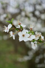 apple tree blossom