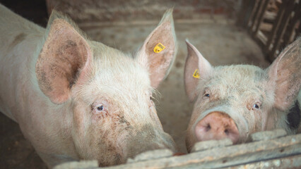 Close-Up of Two Domestic Pigs in a Pen, Looking Through Fence © Dragana Gordic