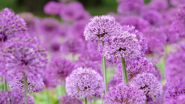 Stunning field of alliums with bees pollinating the flowers in soft sunlight 4K