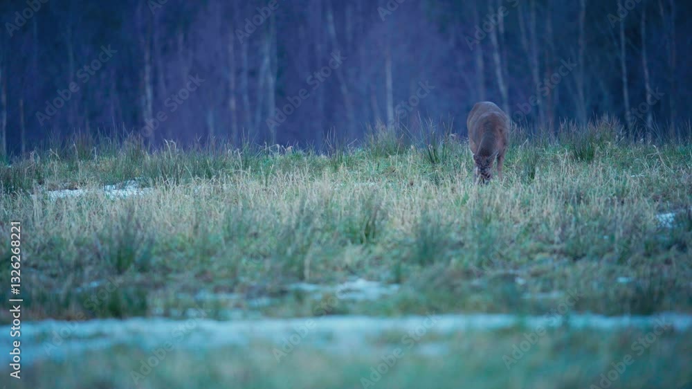 Poster a deer grazing in a grassy field with a forest in the background - static shot
