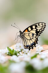 Naklejka premium Swallowtail Butterfly Perched on White Flowers in a Natural Garden Setting with Gentle Lighting
