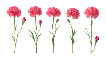 Obraz premium Pack of Carnation Set Against Transparent Background for Floral Decor, Botanical Illustrations, or Romantic Designs
