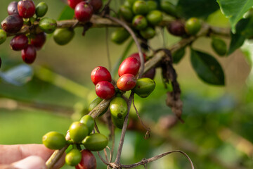 A coffee cherries on a branch, showcasing the vibrant colors from green to red