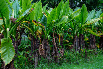 Tropical park in Mauritius island