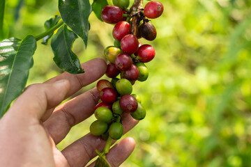 A coffee cherries on a branch, showcasing the vibrant colors from green to red
