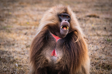 Gelada monkey in Simien plateau, Ethiopia