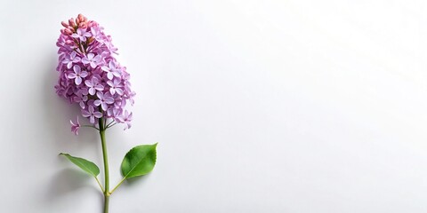 Fototapeta premium Minimalist Lilac Bloom Flat Lay Stock Photo - Organic White Background