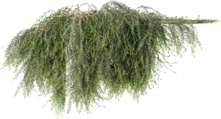 Vines, Ivy, Climbing Plants, Wall Plants