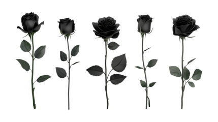 PNG Black Rose Set in Different Poses on Transparent Background for Gothic Aesthetics, Floral Design, or Romantic Illustration