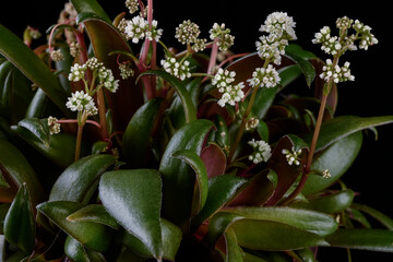 White flowers and leaves of  Crassula orbicularis, stonecrop