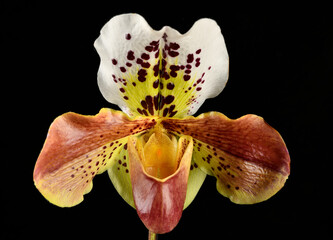 Flower of  orchid Paphiopedilum on black background