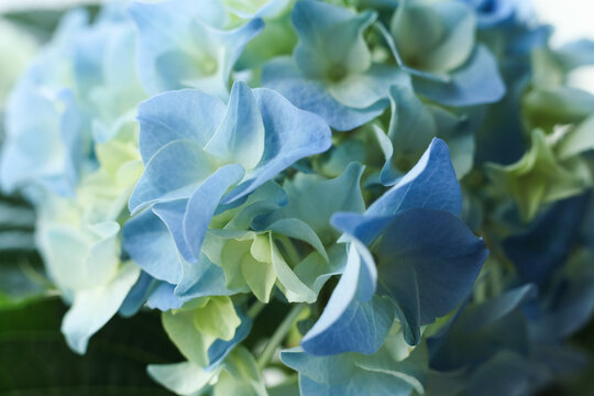 Beautiful blue hydrangea flowers, closeup of photo - Powered by Adobe