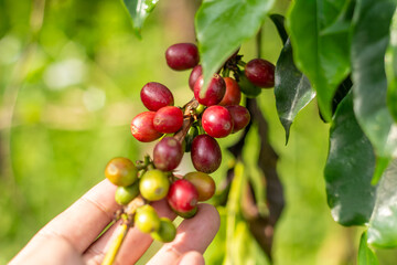 A coffee cherries on a branch, showcasing the vibrant colors from green to red