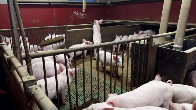 Piglets Growing In Pig Farm For Slaughter. Meat Production. static shot