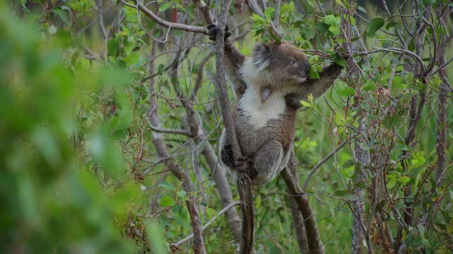 A koala peacefully sits in a tree, munching on leaves. Capturing the calm, natural behavior of this iconic Australian marsupial in its native habitat.