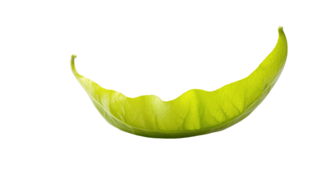 green leaf isolated on white