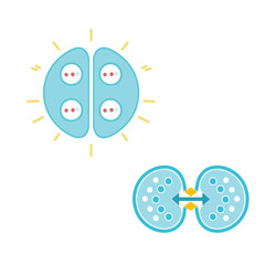 animal brain science 