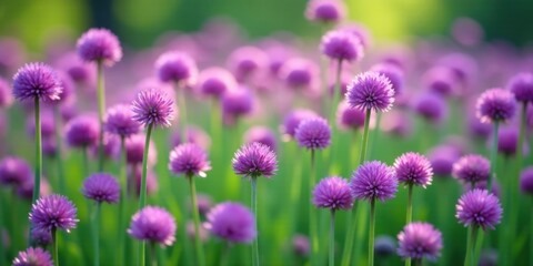 Fototapeta premium A Field of Delicate Purple Blossoms Basking in the Gentle Sunlight, a Serene and Peaceful Natural Scene