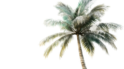 palm tree isolated on white