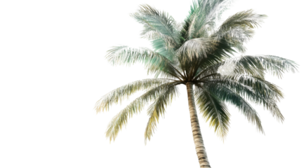 palm tree isolated on white