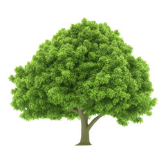 Lush Green Canopy: A vibrant, full tree with a dense crown of rich green foliage.
