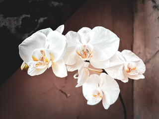 White orchid Phalaenopsis flowers. Closeup