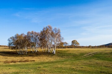 Serene landscape with birch trees under a blue sky.