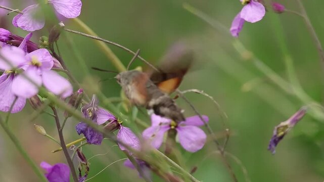 Mariposa esfinge colibr&iacute; Macroglossum stellatarum alimentandose al vuelo de flores de berza arvense Moricandia arvensis, Benilloba, Espa&ntilde;a