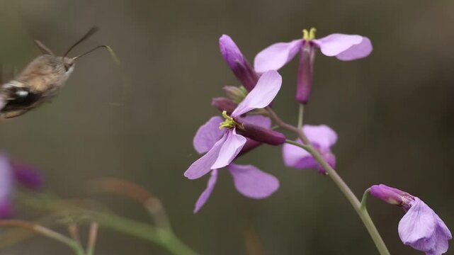 Mariposa esfinge colibr&iacute; Macroglossum stellatarum alimentandose al vuelo de flores de berza arvense Moricandia arvensis, Benilloba, Espa&ntilde;a