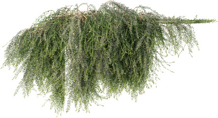 Vines, Ivy, Climbing Plants, Wall Plants