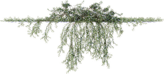 Vines, Ivy, Climbing Plants, Wall Plants