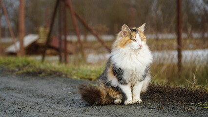 cat walking cute animal in czechia