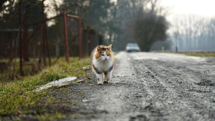 cat walking cute animal in czechia