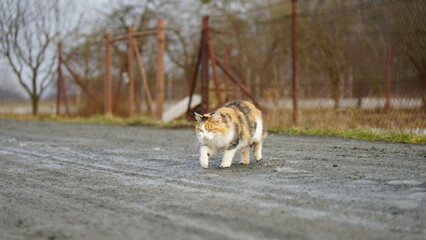 cat walking cute animal in czechia
