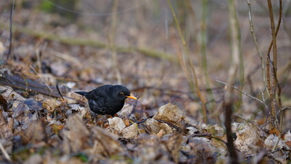blackbird in the winter looking