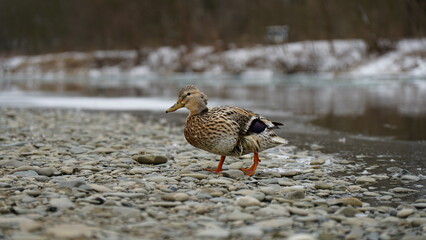 duck walking in the winter