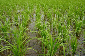 The rice grain plants are planted in rows in the flooded paddy field
