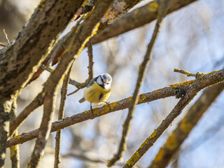 Curious Eurasian blue tit (Cyanistes caeruleus)