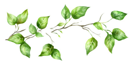 Fototapeta premium green leaf branches illustration in watercolor isolated on white background