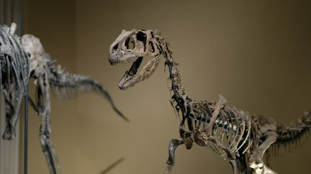 Dinosaurier Skelett im Museum, Slow motion, raptor skeleton, dunkel